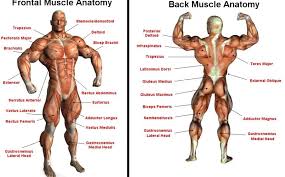They allow us to flex, bend forward, lift and arch the lower back. Frontal Muscles Anatomy And Back Muscles Anatomy