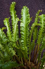Image result for Asplenium pumilum