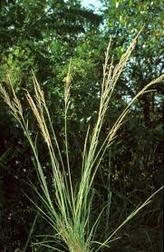 Image result for Sporobolus africanus