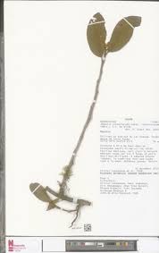 Image result for Begonia loranthoides