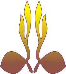 Logo vektor gerakan prmuka atau logo tunas kelapa tersedia dua macam file, logo vektor tunas kelapa menggunakan file cdr (coreldraw). Logo Pramuka Png Images Free Download Free Transparent Png Logos