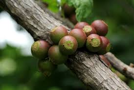 Image result for Feretia