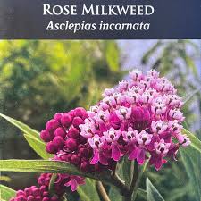 Image result for Asclepias