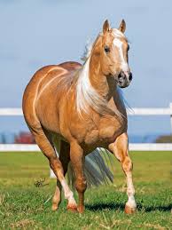 METALLIC CATALYST (1 Cobertura) - LP Horses