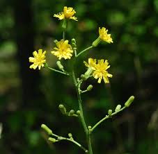 Image result for Hirpicium gorterioides