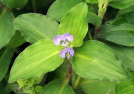 Image result for Commelina nyasensis