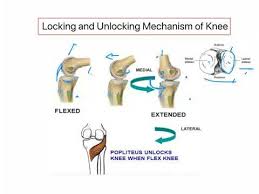 Moisture content and differences in climate can shift soil beneath a home's foundation. Locking And Unlocking Mechanism Of Knee Knee Complex Youtube
