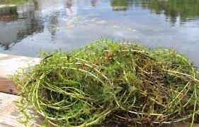 Image result for Elodea