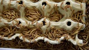 Orme smager lidt ligesom baconchips