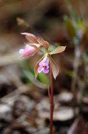 Image result for Nervilia petraea