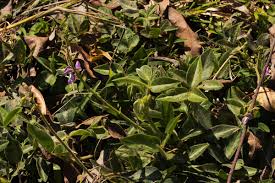 Image result for Desmodium uncinatum