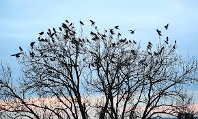I recommend you to use the same devices i have already described. 12 Tips On How To Get Rid Of Crows Fast 2021 World Birds
