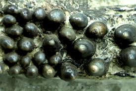 Image result for Crepidomanes chevalieri