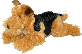 Image result for velšteriér