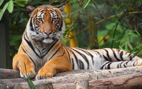We did not find results for: Materi Flora Dan Fauna Endemik Negara Asean Ngiring Melajah