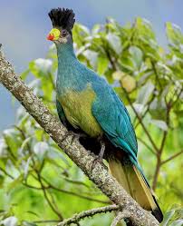 Image result for Turraea fischeri