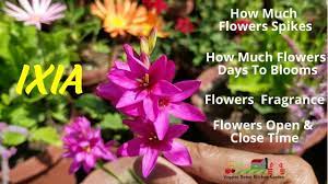 How Many Ixia Flowers Spikes Comes Out Ixia Blooming Time Period Pu Flower Spike Lily Flower Bloom