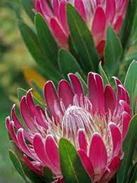 Pin On Flower