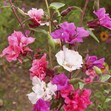 Clarkia Flower Farm Best Flower Wallpaper