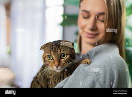 Tabby cat adult hi-res stock photography and images