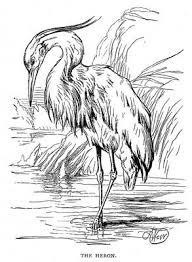 Water Birds Of Northern Indiana Reusableart Com Bird Drawings Heron Art Birds Painting