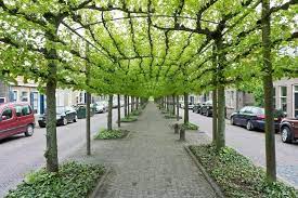 Pin By Gardening With Trees On Spaced Canopy Architecture Pergola Landscape
