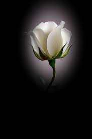 Pin By N K On White Roses 2 White Roses Rose Flowers