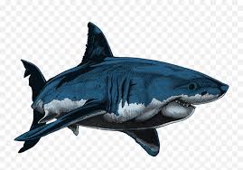 We did not find results for: Great White Sharks Against Cancer David U0027edu0027 Edwards Color Hammerhead Shark Drawing Png Great White Shark Png Free Transparent Png Images Pngaaa Com