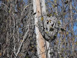 Bien que nos opération soient d'excellente qualité supérieure avec un taux d'entière satisfaction de 100%, nous vous garantissons des prix abordables pour la destruction de vos nids de guêpes. Montlucon 03100 Destruction Nid De Guepes Frelons Tarif