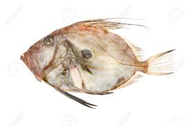 I like to draw and tell stories. Fresh Raw John Dory Fish Isolated Against White Stock Photo Picture And Royalty Free Image Image 46701363