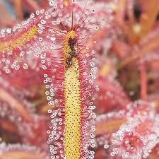 Image result for Drosera pilosa