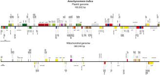 Image result for Kotschya aeschynomenoides