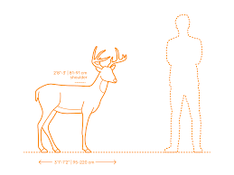 The mouse is the most important peripheral when it comes to gaming. White Tailed Deer Dimensions Drawings Dimensions Com