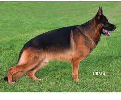 Discount99.us has been visited by 1m+ users in the past month German Shepherd Dog Puppy For Sale Adoption Rescue For Sale In Appleton Wisconsin Classified Americanlisted Com