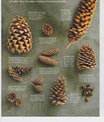 Check spelling or type a new query. Pinecone Crafts Pine Cone Art Pine Cones Pine Cone Crafts