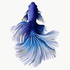 Indigo Betta Fish Design Element Premium Image By Rawpixel Com Te Fish Design Betta Fish Betta
