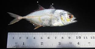 Menurut soesanto (1979), ikan tongkol merupakan salah satu jenis ikan pelagis artinya hidup di lapisan atas dari suatu perairan. Http Www Jim Unsyiah Ac Id Fkp Article Download 8 Pdf