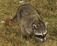 Raccoon New World Encyclopedia