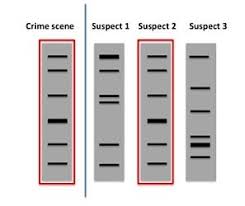 Dna stands for deoxyribonucleic acid. 7 Dna Profiling Flashcards Quizlet