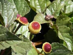 Bylinky na bolesť zubov: Ktoré majú najsilnejší protizápalový účinok?