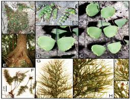 Image result for Adiantaceae