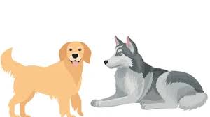 Huskies and golden retrievers are two of our favourite breeds. Golden Retriever Mixed With Husky An Eye Opening Goberian Dog Breed Guide With Pictures Pet Referred Blog