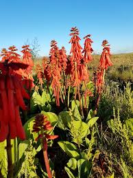 Image result for Erythrina zeyheri