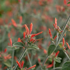 Image result for Dicliptera capitata