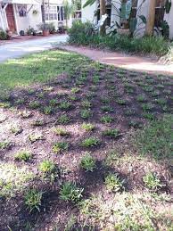 Plugs By Me From Trugreen Outdoor Decor Lawn Outdoor