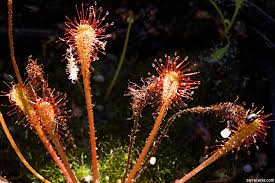 Image result for Drosera burkeana