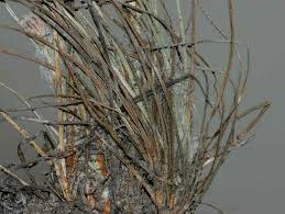 Image result for Bulbostylis contexta