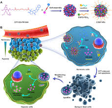 Scopri ricette, idee per la casa, consigli di stile e altre idee da provare. Apoptotic Body Mediated Intercellular Delivery For Enhanced Drug Penetration And Whole Tumor Destruction Science Advances