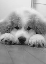 Black And White Great Pyrenees Sammy Great Pyrenees Puppy Pyrenees Puppies Puppies
