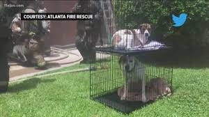 List of atlanta area purebred rescues, if you are surrendering or adopting. Firefighters Rescue 4 Dogs From Burning Atlanta Home 11alive Com